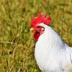 (Hühnerställe) Hühnerstall XXL (Hühnerställe) Hühnerstall XXL