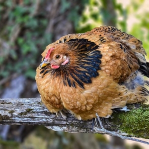 Hühnerstall einrichten - Der Ratgeber