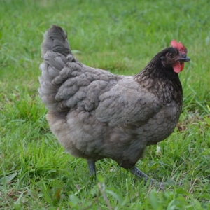 Kokzidien beim Huhn