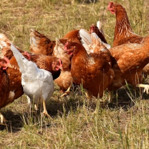 Hühnerhaltung im Garten