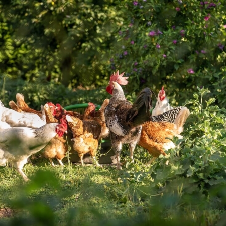 Hühner entwurmen - Ursachen und Vorbeugung - huehner-ratgeber.de