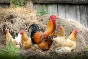 Hahn bei den Hühnern