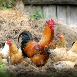 Hahn bei den Hühnern