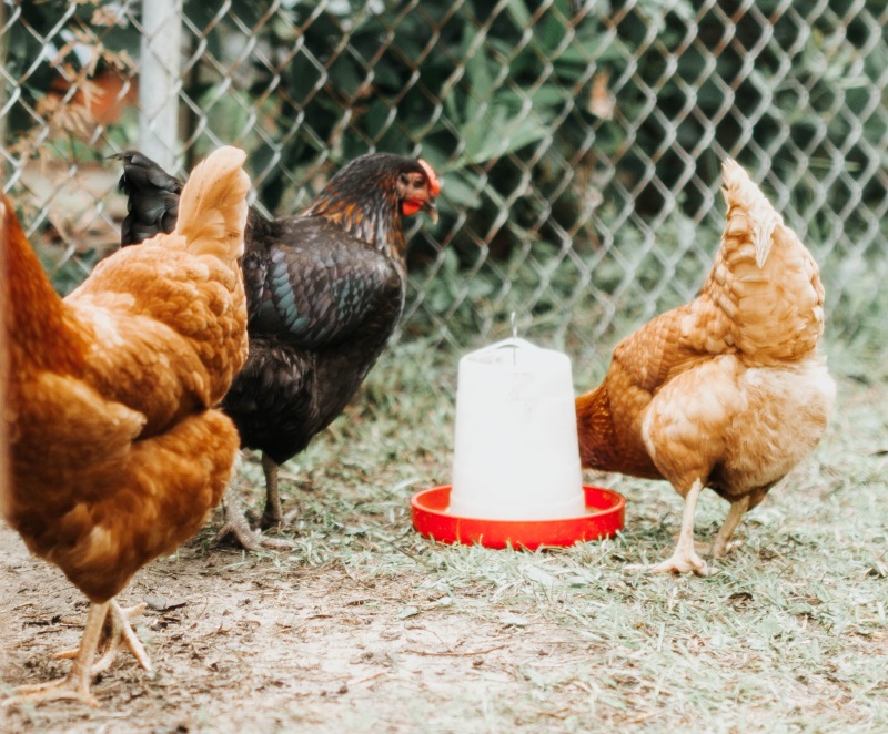 Lebendimpfstoff zum Hühner impfen