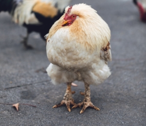 Kalkbeine bei Hühnern - Typische Symptome