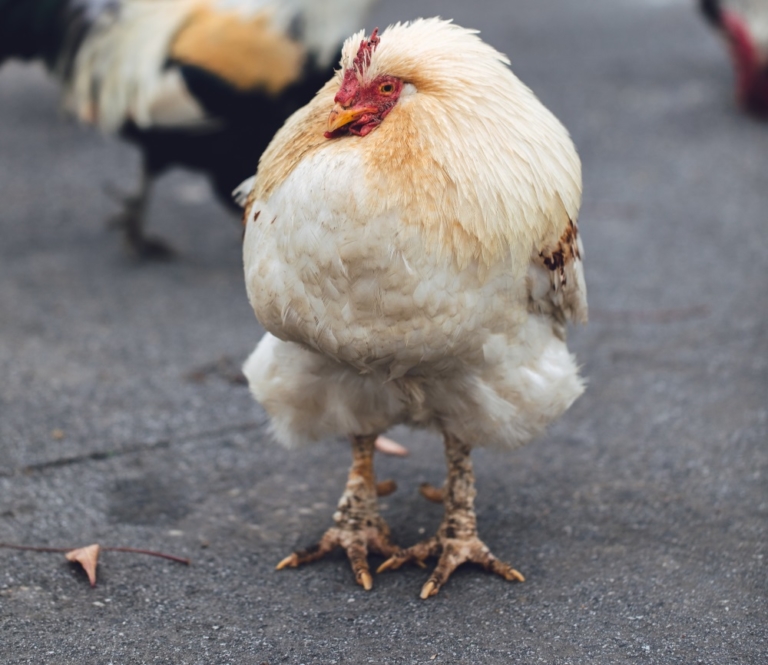 Huhn Wie Bei Den Einheimischen Auf Bali — Rezepte Suchen