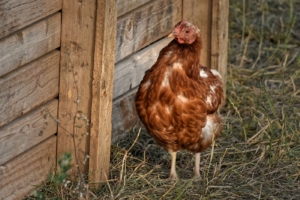 Hühner verlieren Federn - Was passiert bei der Mauser?