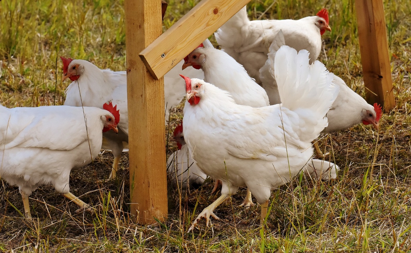 Huhn legt Ei ohne Schale? Ursachen und Abhilfe bei Windeiern