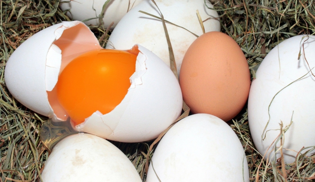 Eierfressen durch beschädigtes Ei im Nest