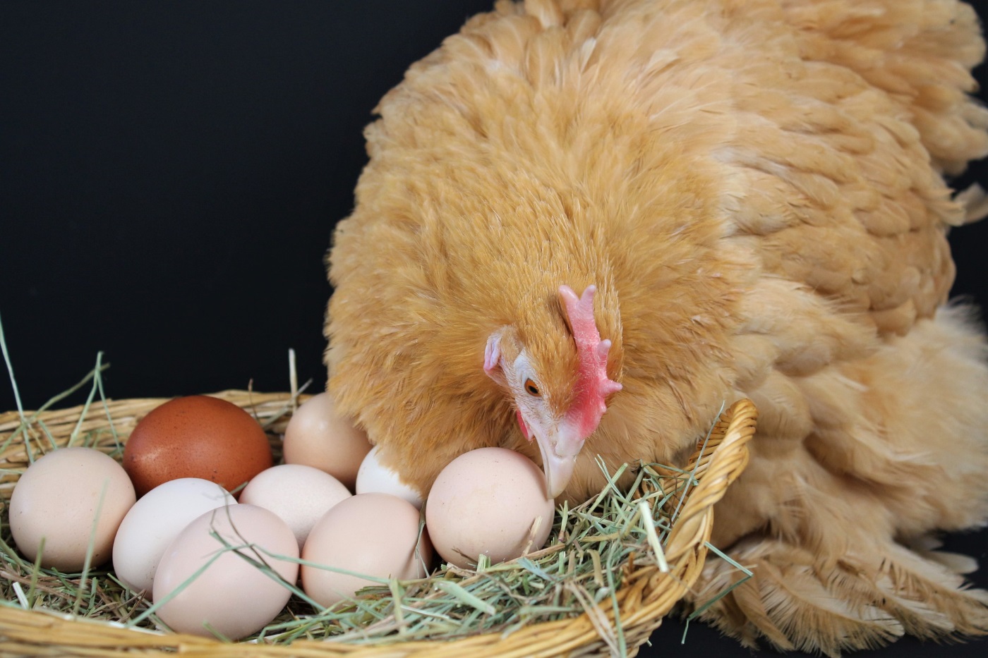 Hühner Fressen Ei