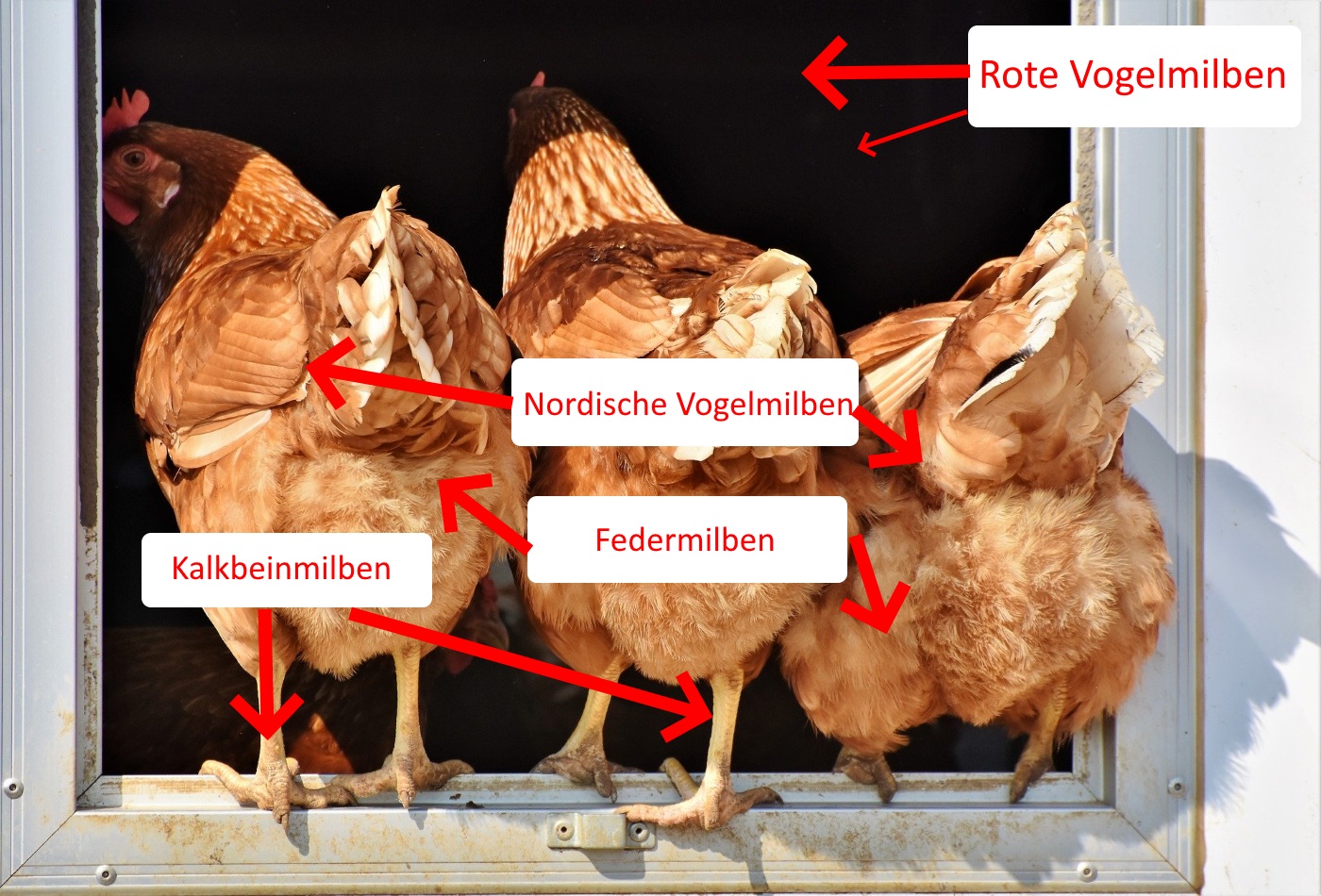 Hühnermilben erkennen: Die 4 häufigsten Arten und wie Sie diese erkennen!