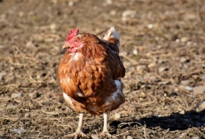 Legenot bei Hühnern