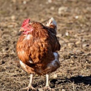 Legenot beim Huhn Legenot beim Huhn
