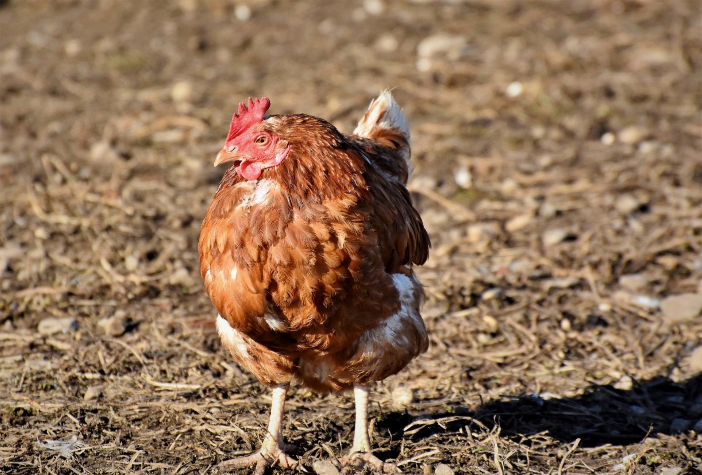 Legenot beim Huhn erfordert schnelles Handeln ⇒ Das können sie sofort tun!