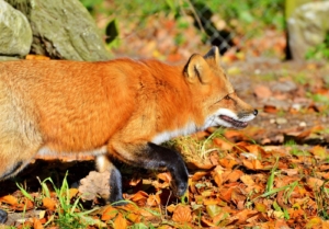 Der Fuchs lauert auf die Hühner