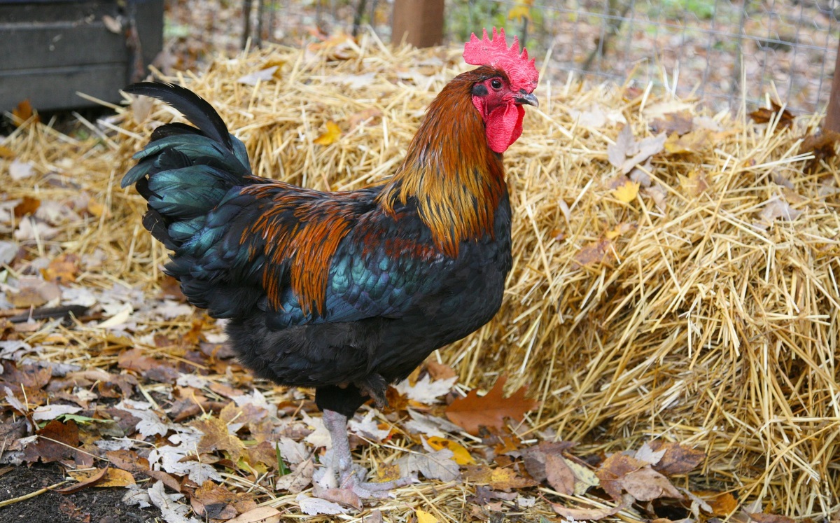 Hühnerstall Einstreu 4 bessere Alternativen zu Stroh und Holzspänen Züchtertipp