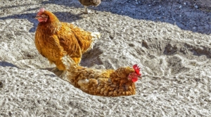 Hühner beim Sandbaden