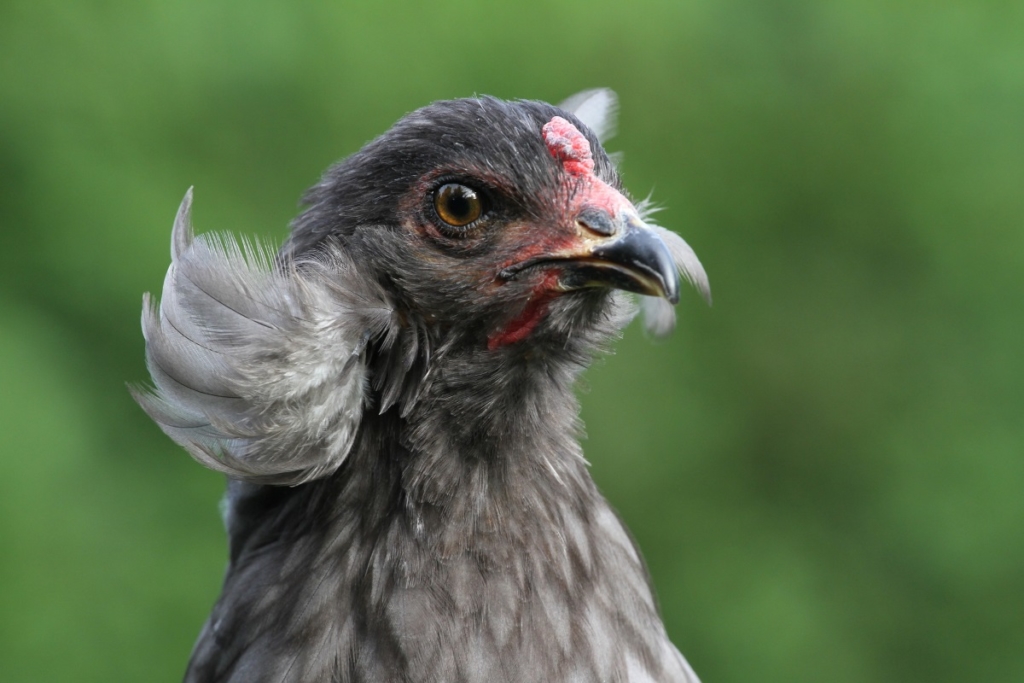 Araucana Zwerghühner - Attraktive kleine Hühnerrasse