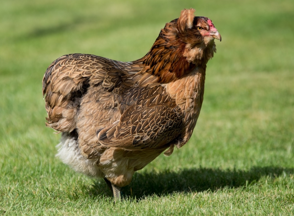 Welche Kauffaktoren es vorm Kaufen die Hühner halten für anfänger zu beurteilen gilt