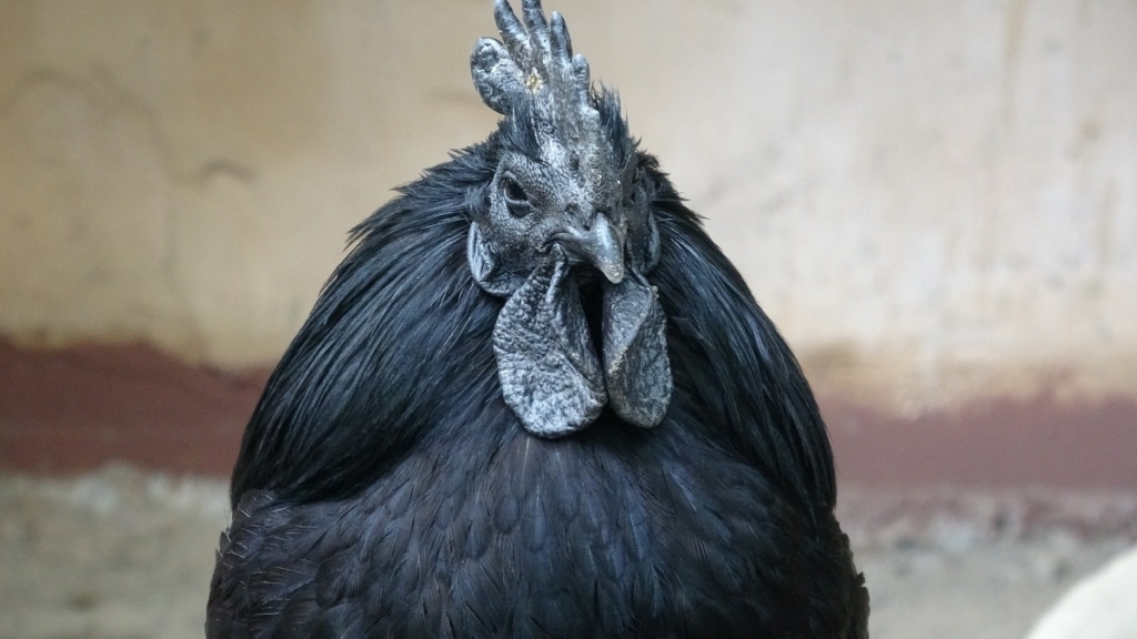 Ayam Cemani sind gute Winterleger