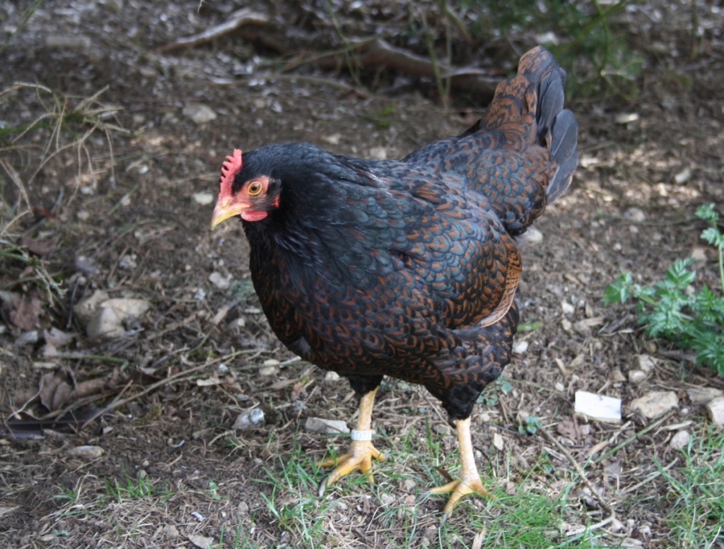 Barnevelder Hühner