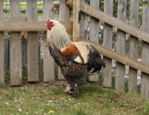 Brahma, eine der größten Hühnerrassen