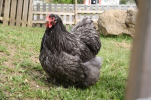 Cochin Huhn - Verwandt mit den großen Brahma Hühnern