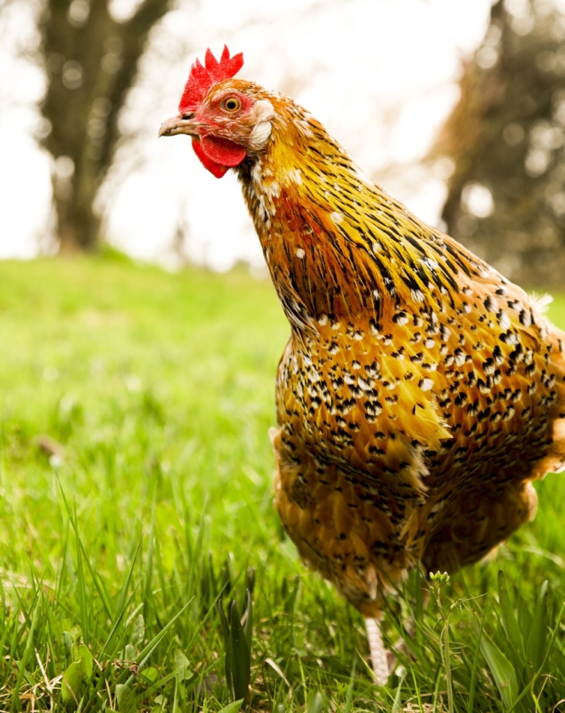 Schwedisches Blumenhuhn für Einsteiger