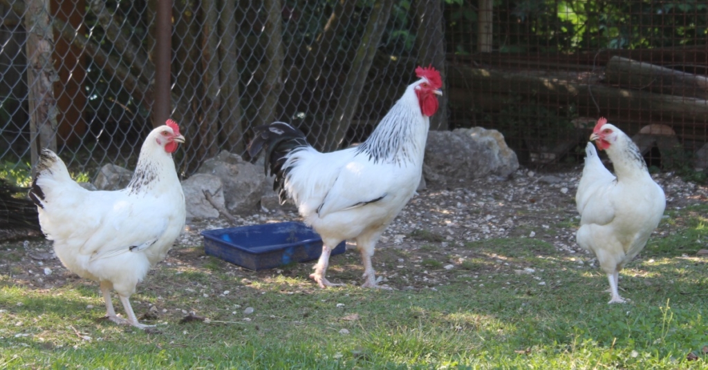 Sussex Hühner