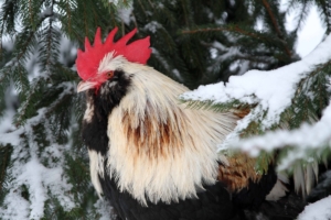 Diese Hühnerrassen eignen sich als Winterleger