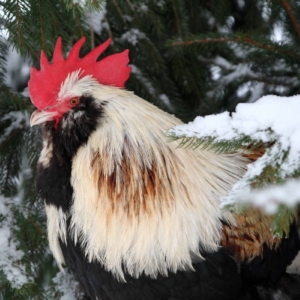 Diese Hühnerrassen eignen sich als Winterleger