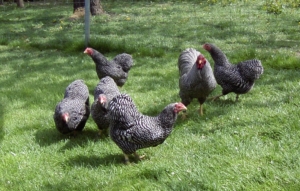 Hühnerrassen für Anfänger - 10 Robuste Hühner, die viele Eier legen