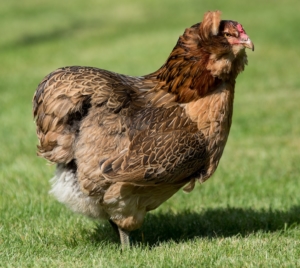 Araucana - Die ersten Grünleger Hühner