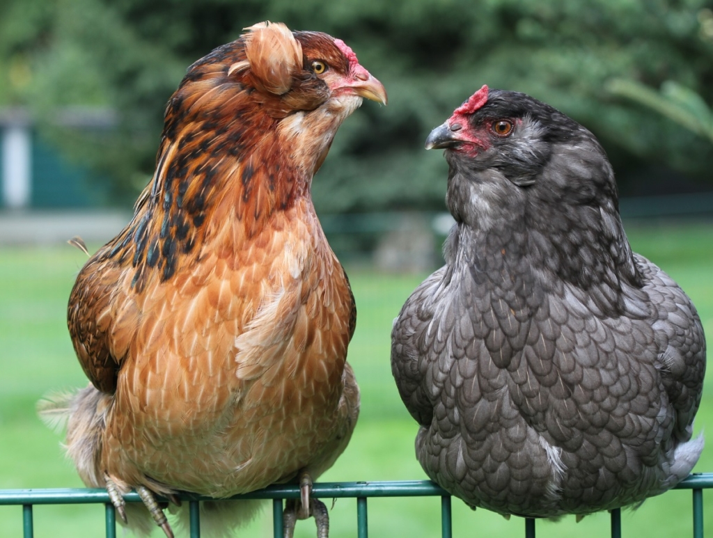 Hühner die grüne Eier legen - Araucana