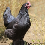 Australorps Henne