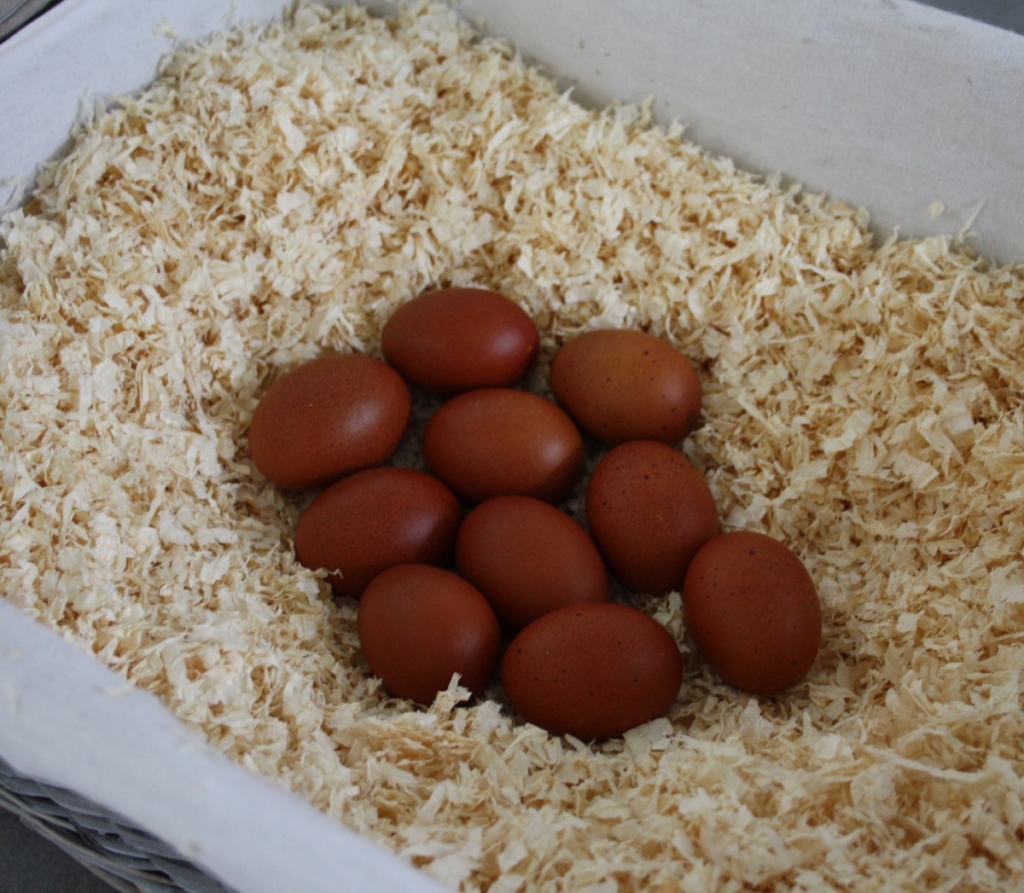 Dunkelbraune Eier legen Maran Hühner