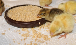 Futter für Hühnerküken