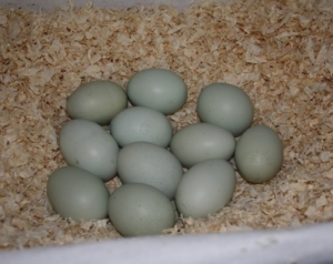Grüne Eier - Welche Hühner legen grüne Eier?