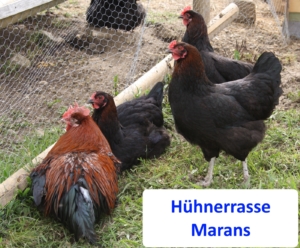 Diese Hühner legen lange Eier