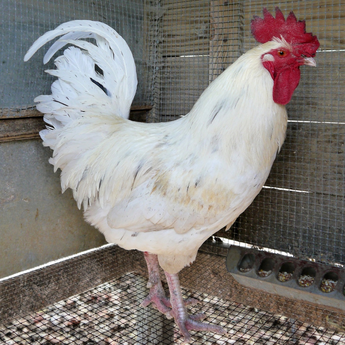 Leghorn Hühnerrasse