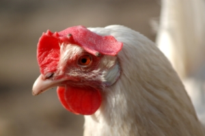 Eier und Legeleistung dieser Hühnerrasse