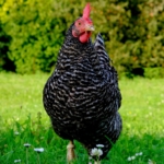Plymouth Rock Huhn
