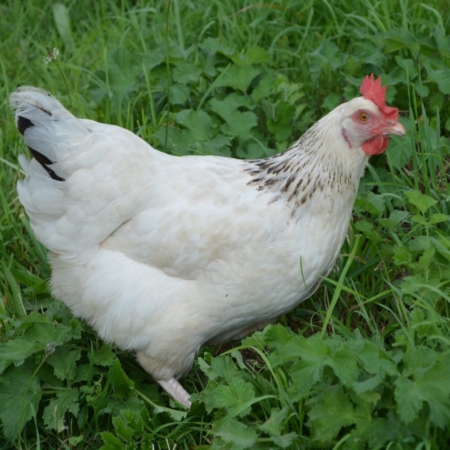 Sussex Huhn auf der Wiese