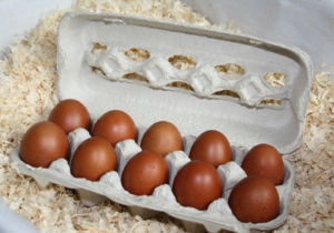 Warum legen Hühner Eier?