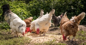 Auf einen Blick: Hühnerfutter für Einsteiger