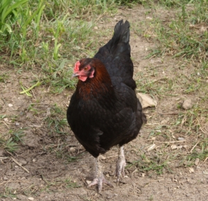 Wie lange legen Hühner Eier?