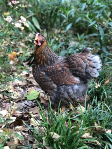 Ursprung der Hühnerrasse