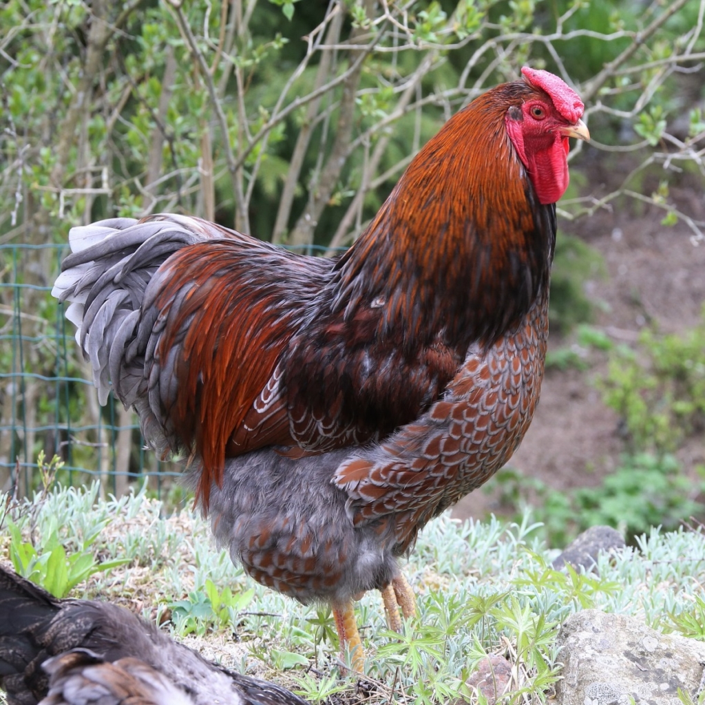 Sussex Huhn Steckbrief: Fotos, Legeleistung, Eigröße und Haltung auf ...