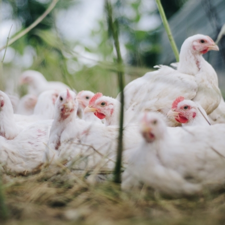 Hühnerfutter legemehl - Die hochwertigsten Hühnerfutter legemehl ausführlich verglichen!