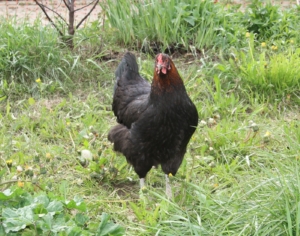 Braunleger der Rasse Maran